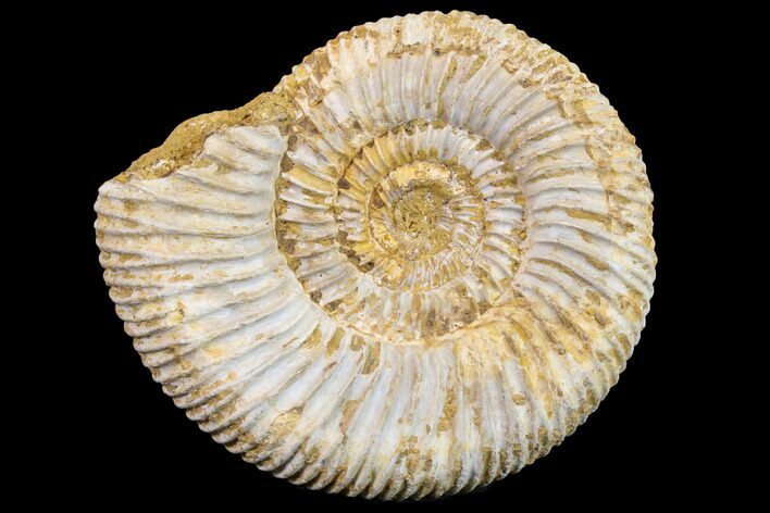 Jurassic Ammonite (Perisphinctes) Fossil - Madagascar #152786